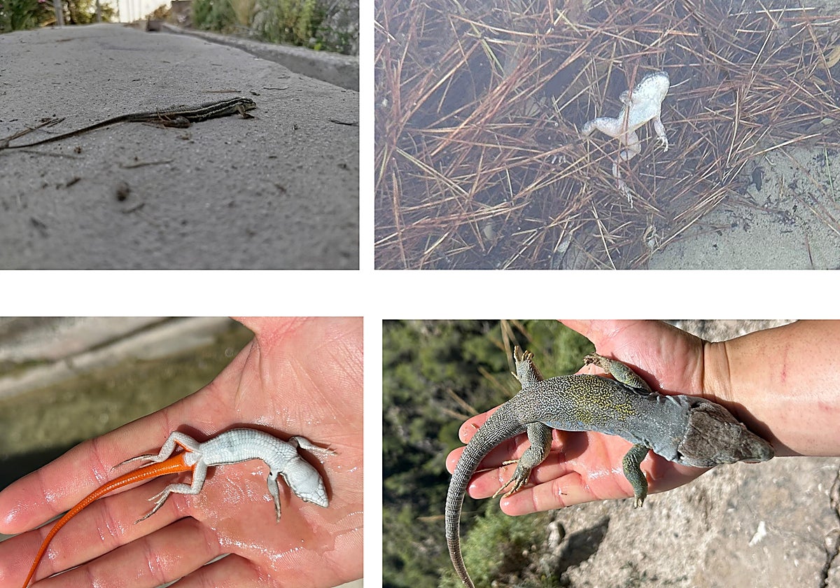 Cuatro imágenes de reptiles muertos en la acequia de Frigiliana.