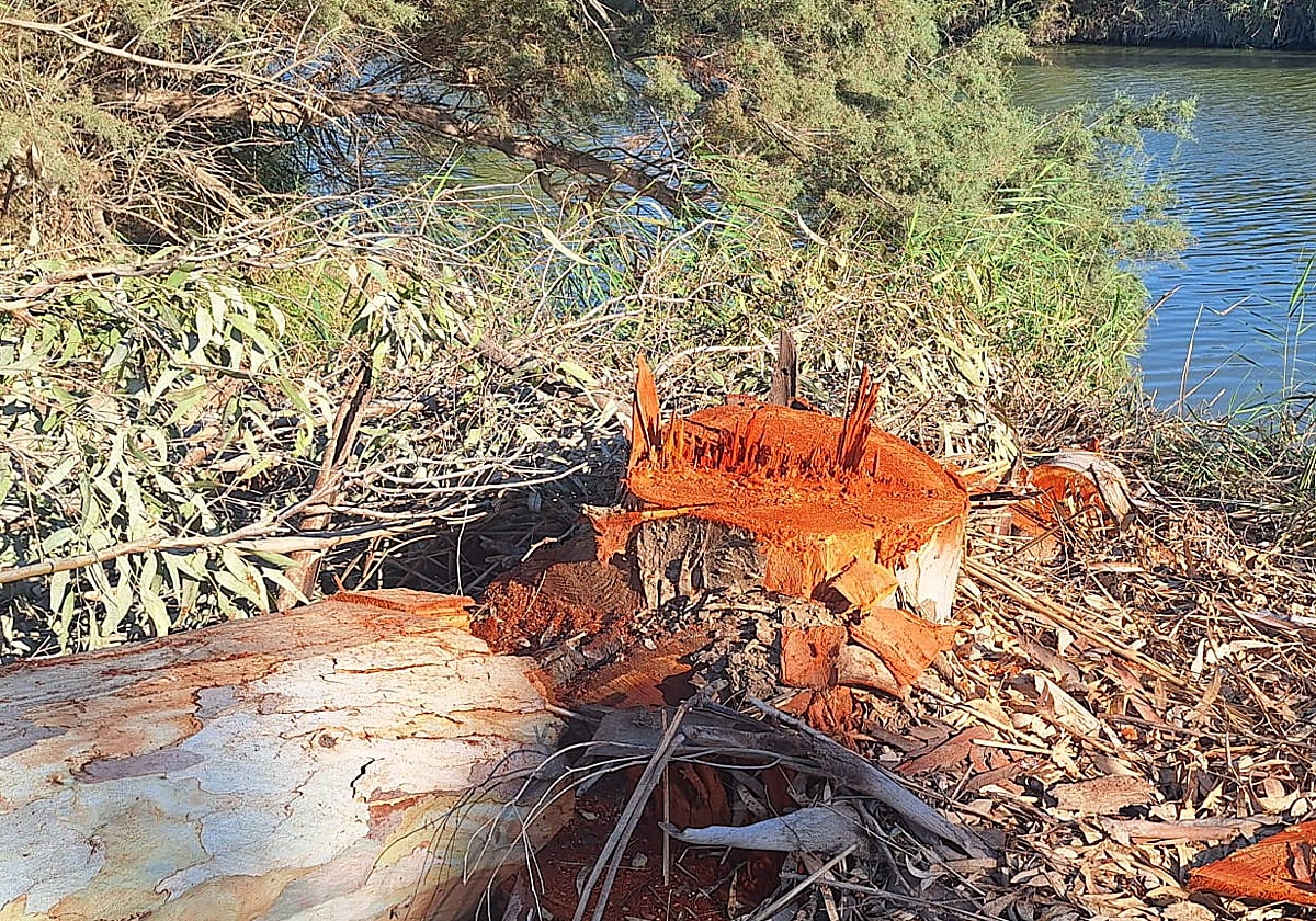 Tala de árboles en el entorno del Guadalhorce.