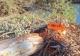 Tala de árboles en el entorno del Guadalhorce.