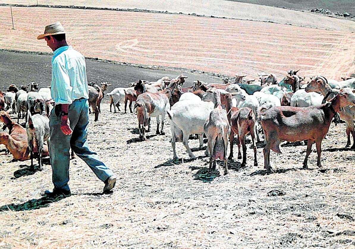 El oficio de pastor esuno de los más antiguos del mundo.