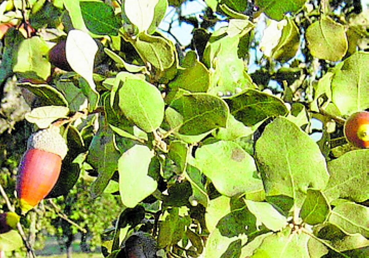 Frutas olvidadas para crear empresas agroalimentarias