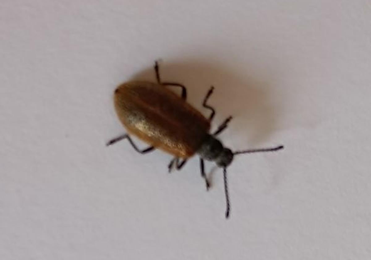 Ejemplar en una vivienda donde se ha dejado notar la eclosión de escarabajos.