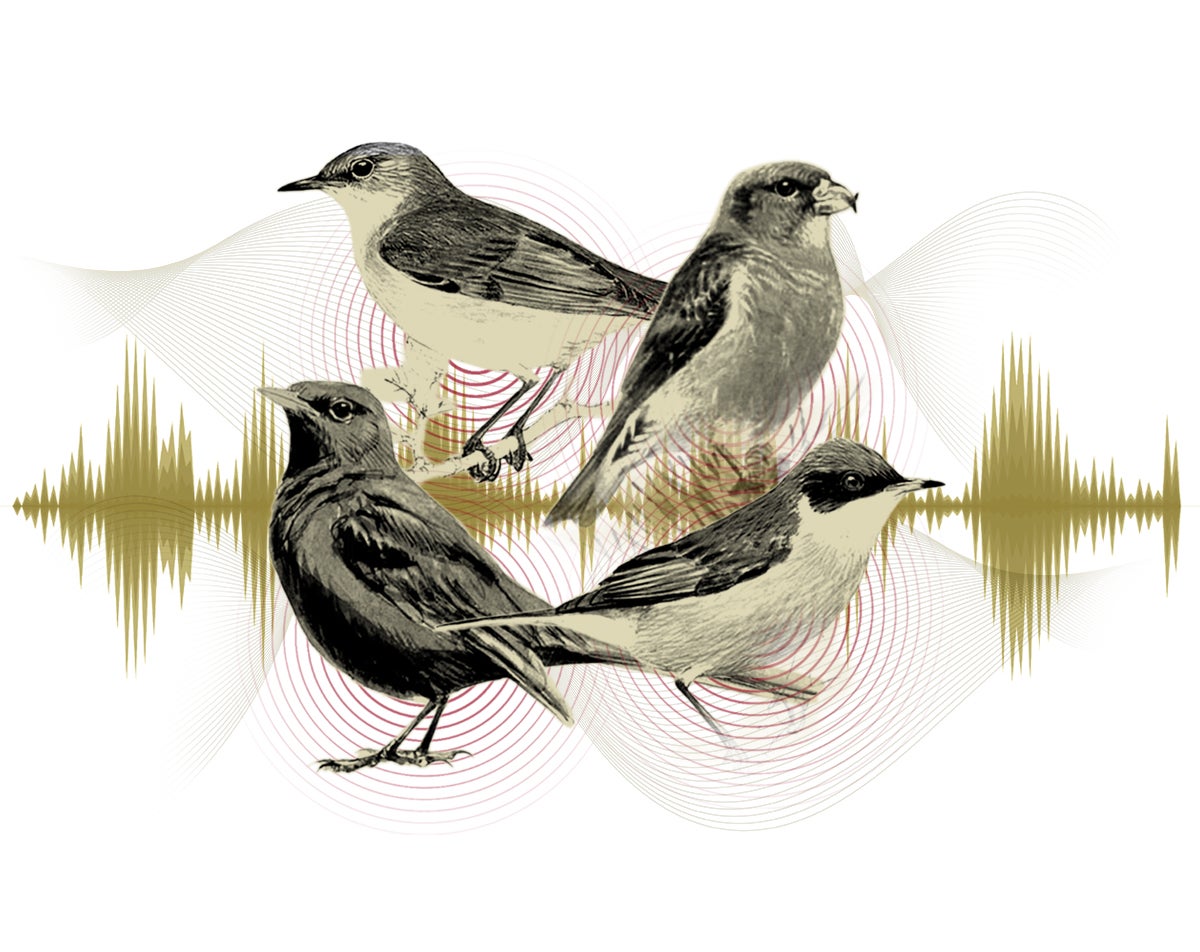 Así canta Málaga: el mapa sonoro de sus pájaros