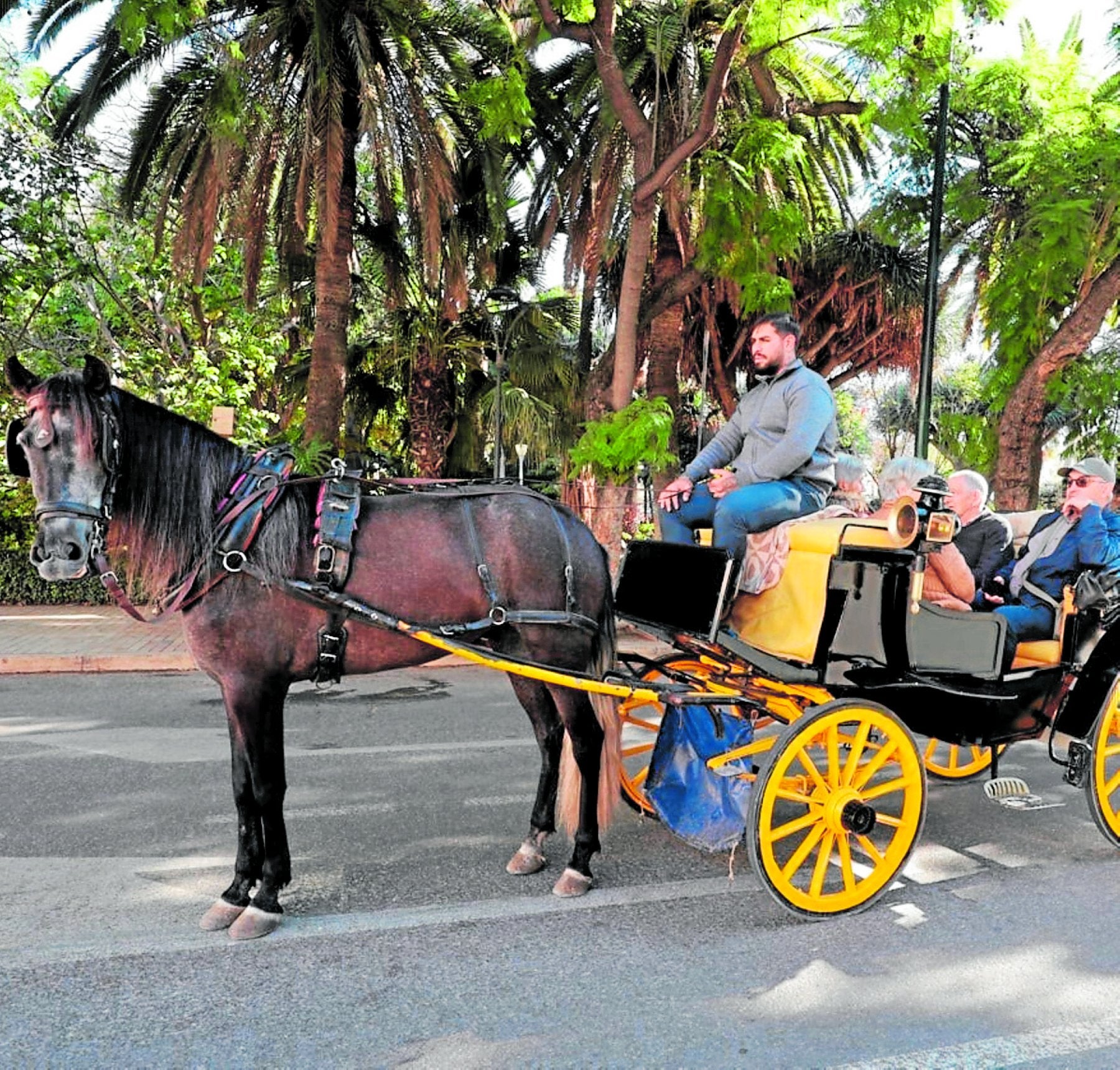 Un coche de caballos en la zona del Parque de Málaga. salvador salas