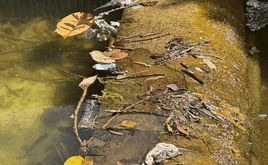 Las zonas de agua con desperdicios en el Parque de Martiricos.