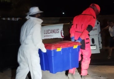 El primer nido de velutinas ya es historia: amplio operativo para retirarlo en Alhaurín de la Torre