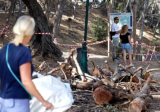 El Monte Gibralfaro es uno de los más afectados en Málaga capital. El Ayuntamiento trabaja a destajo y ha redoblado la inversión para sanear la zona.