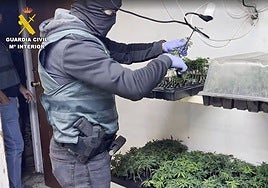 Un arrestado y registros en Málaga en una macrooperación contra el tráfico de marihuana