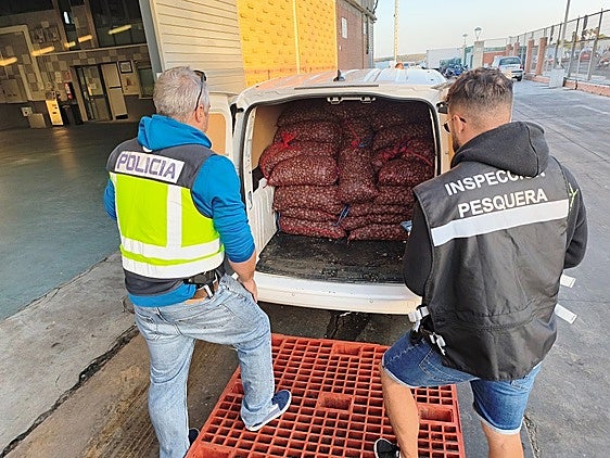 Intervienen en Andalucía 1.600 kilos de almeja japonesa sin garantía de seguridad alimentaria