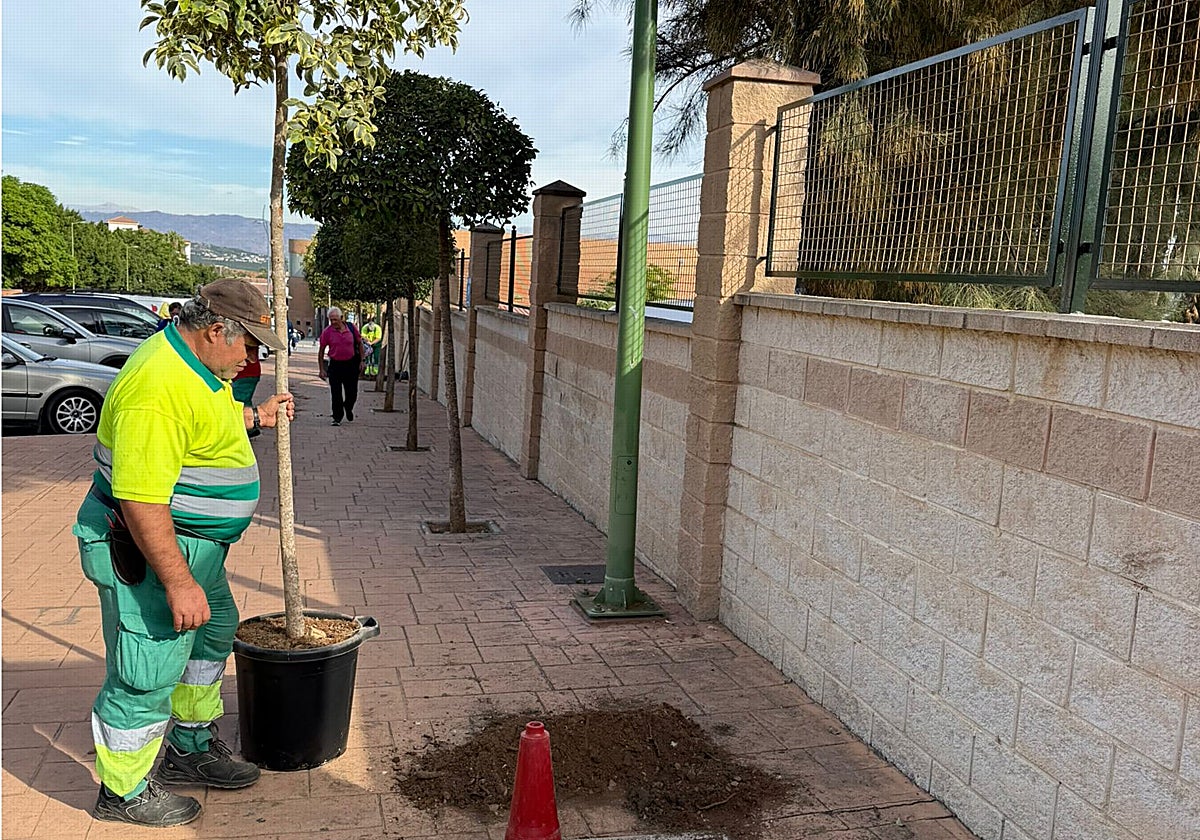 Un operario municipal planta uno de los árboles.