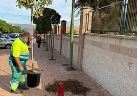 Un operario municipal planta uno de los árboles.