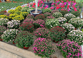 Jardines Villaba ofrece una cuidada selección de crisantemos