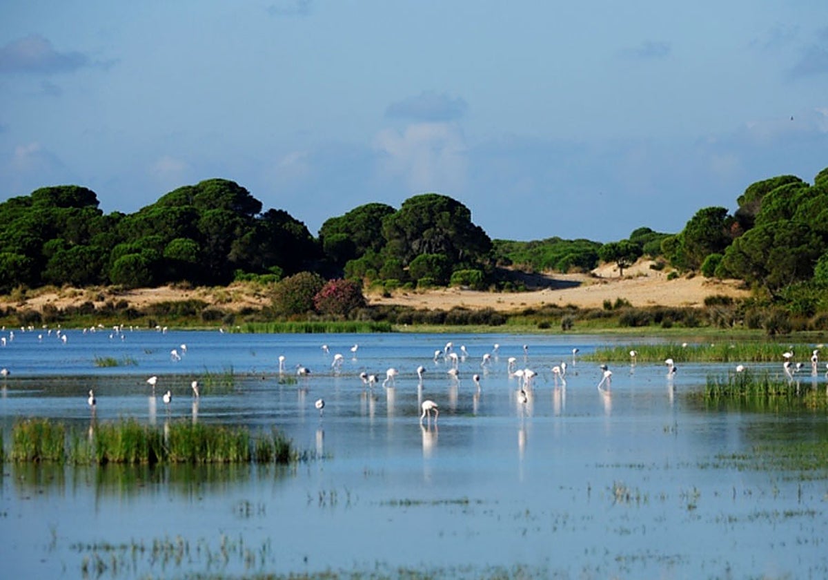 Marismas del Parque Nacional de Doñana.