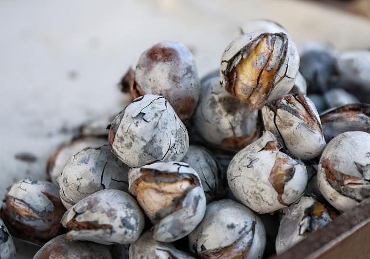 La Fiesta de la Castaña de Alcaucín repartirá 400 kilos de este fruto seco el sábado 8 de noviembre