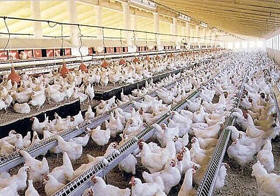 El Gobierno confina explotaciones avícolas en 197 municipios andaluces por la gripe aviar