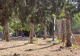 Palmeras y árboles en Arroyo de la Miel.