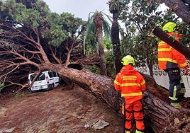 La caída de árboles ha centrado buena parte de las actuaciones de los bomberos marbellíes.