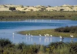 Laguna de Doñana.