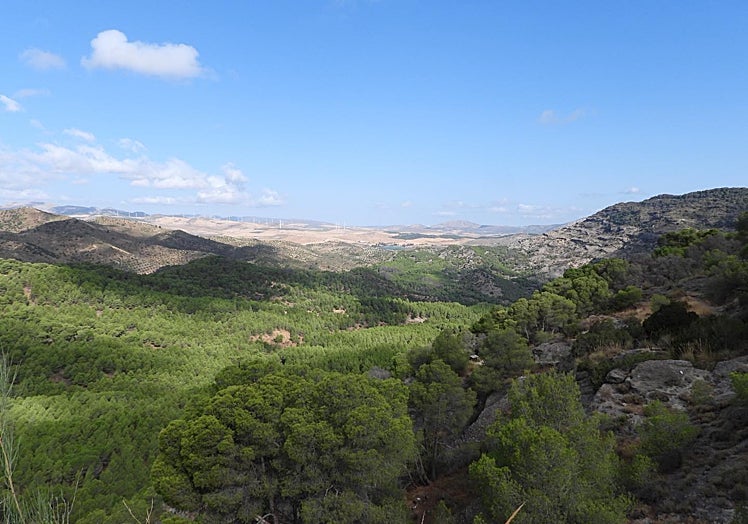 Panorámica del entorno natural de las Mesas de Villaverde, el altiplano donde se asentó Bobastro, rodeado por un denso pinar y las sierras del interior malagueño.