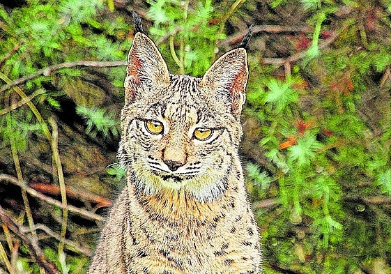 Ejemplar de lince ibérico.
