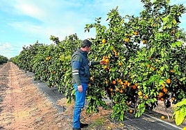 Finca ecológica con cultivos de cítricos en la provincia de Sevilla.