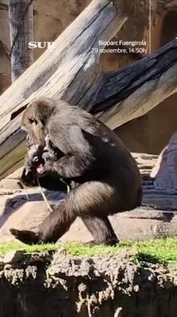 Nace una cría de gorila en Fuengirola delante de visitantes