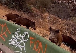 La Comunitat Valenciana pagará a los cazadores 40 euros por jabalí abatido para combatir la peste porcina