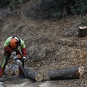 Arbeiten zur Sanierung des öffentlichen Waldes in Málaga.