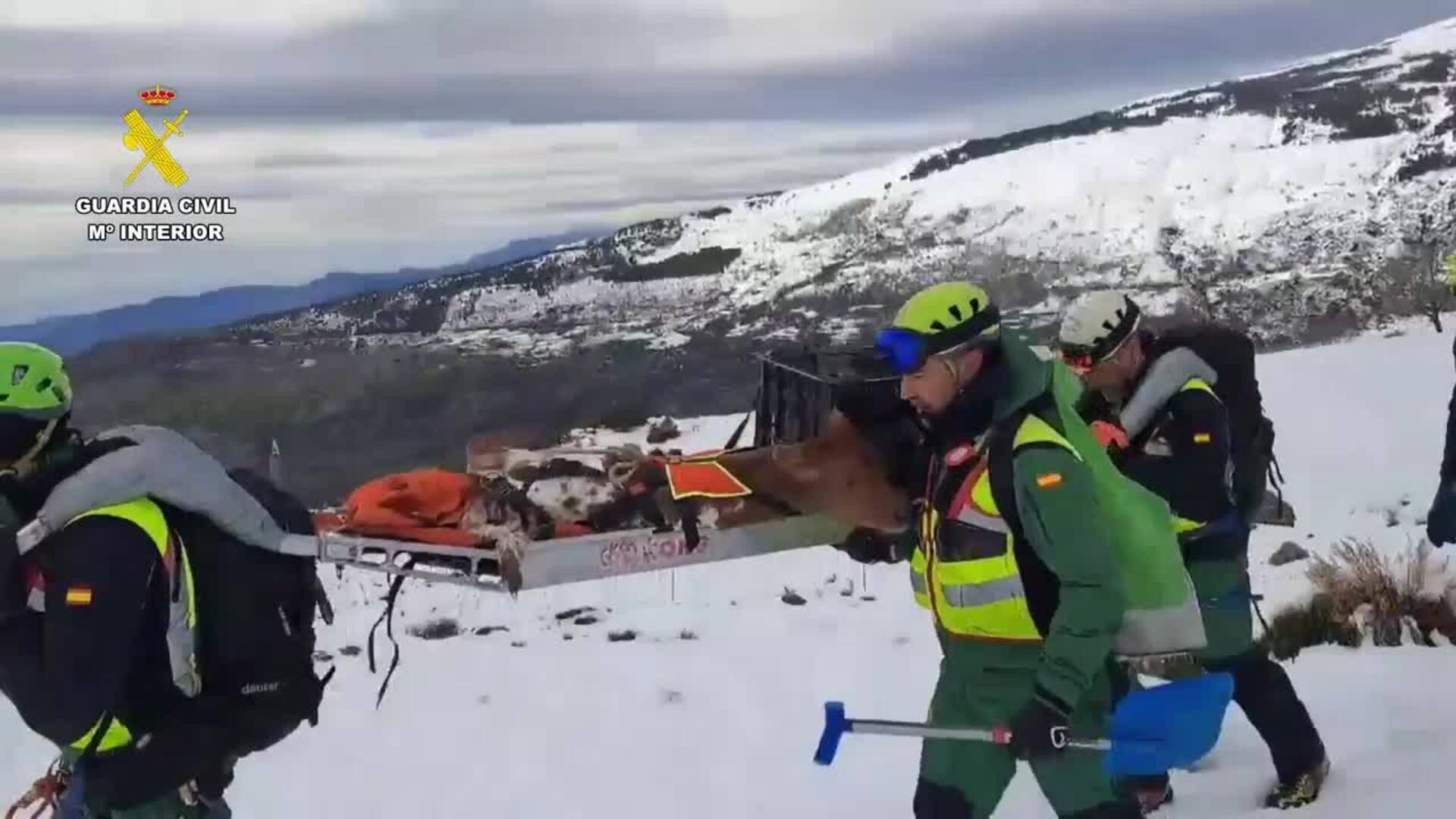 La Guardia Civil rescata a varios animales de granja atrapados por la nieve en un cortijo