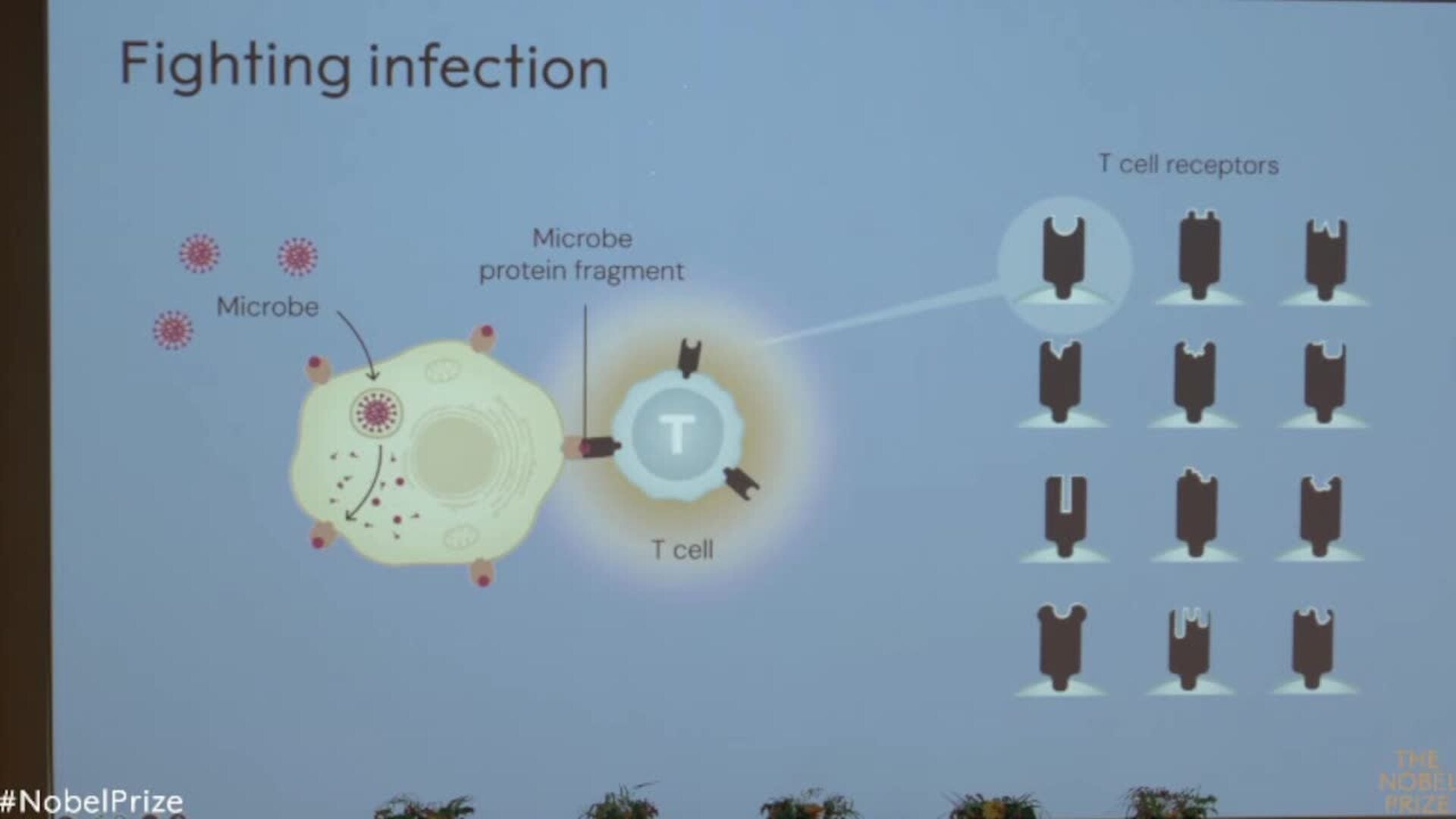Brankov, Ramstell y Sakaguchi, Nobel de Medicina por descubrimientos en la tolerancia inmune