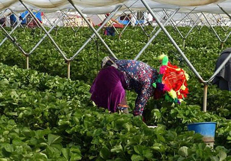 CCOO denuncia los abusos sexuales a temporeras migrantes en Huelva