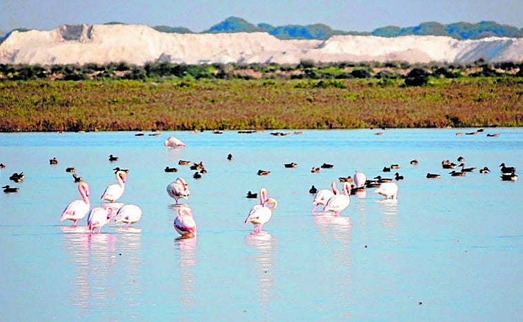 Doñana respira con las lluvias, pero no aleja su déficit hídrico estructural