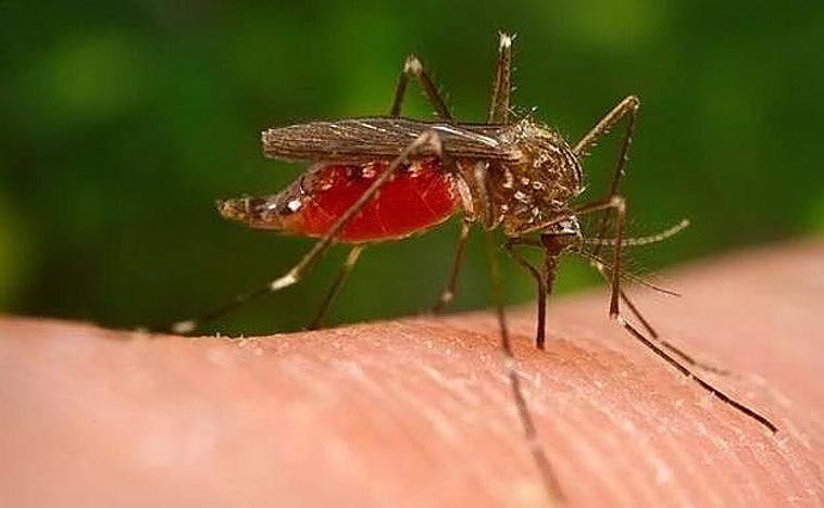 Prevén un aumento de mosquitos por las abundantes lluvias y temperaturas elevadas