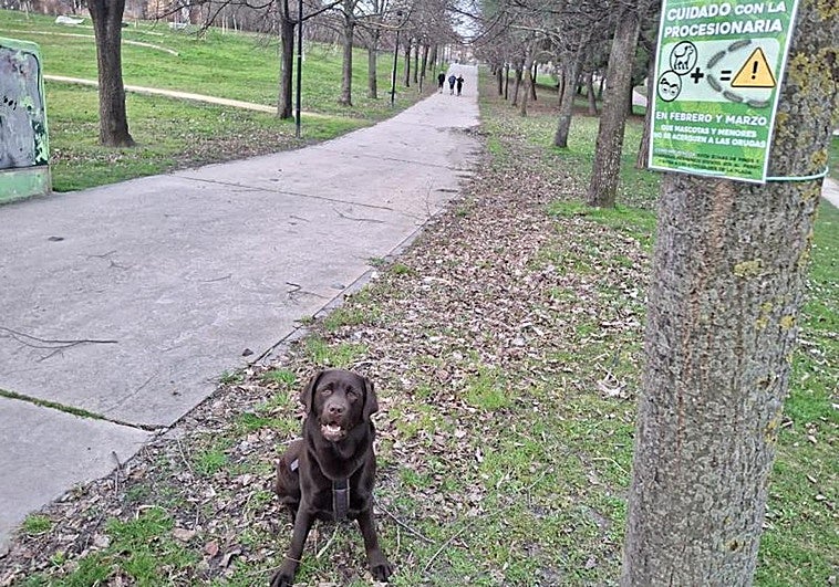 Alerta por el aumento de orugas procesionarias: puede causar inflamación, necrosis o lesiones oculares en perros y gatos