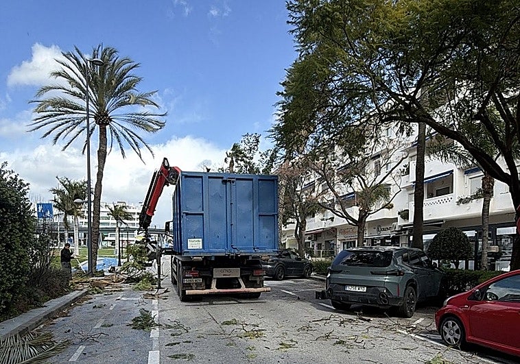 El Ayuntamiento refuerza la seguridad y la conservación del arbolado en la avenida del Mediterráneo de San Pedro