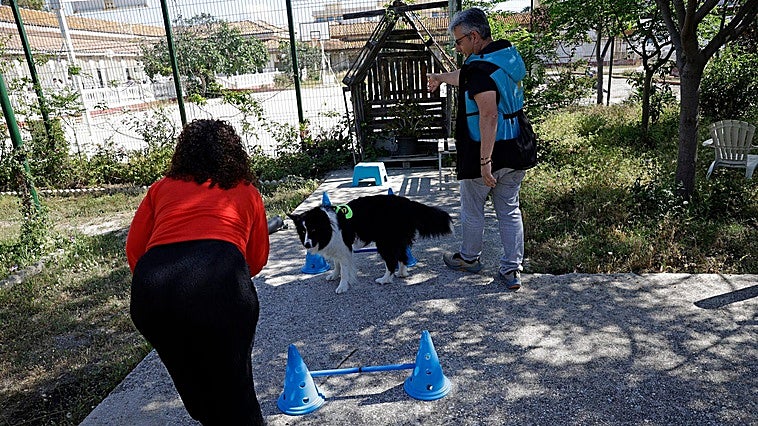 El perro, mejor amigo de la salud mental