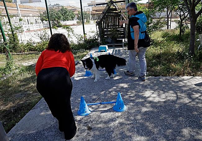 Durante las sesiones se desarrollan tanto partes teóricas como circuitos con los perros.