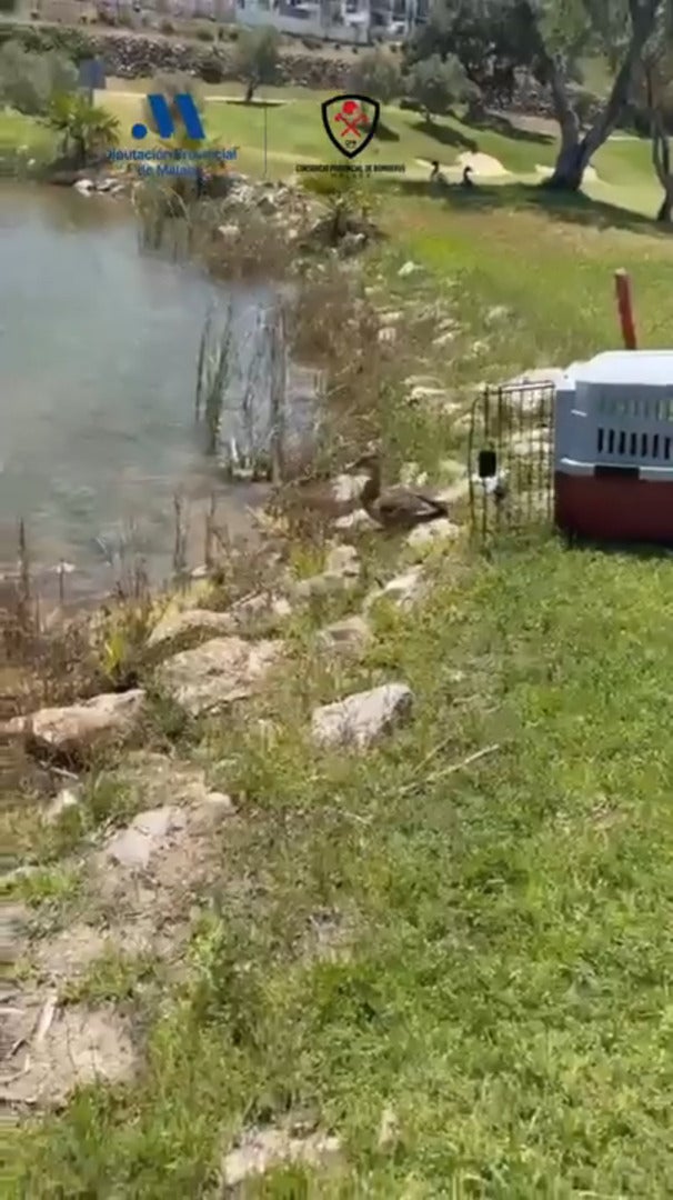 Vídeo: Rescatan a una familia de patos atrapada en una piscina de Alhaurín el Grande