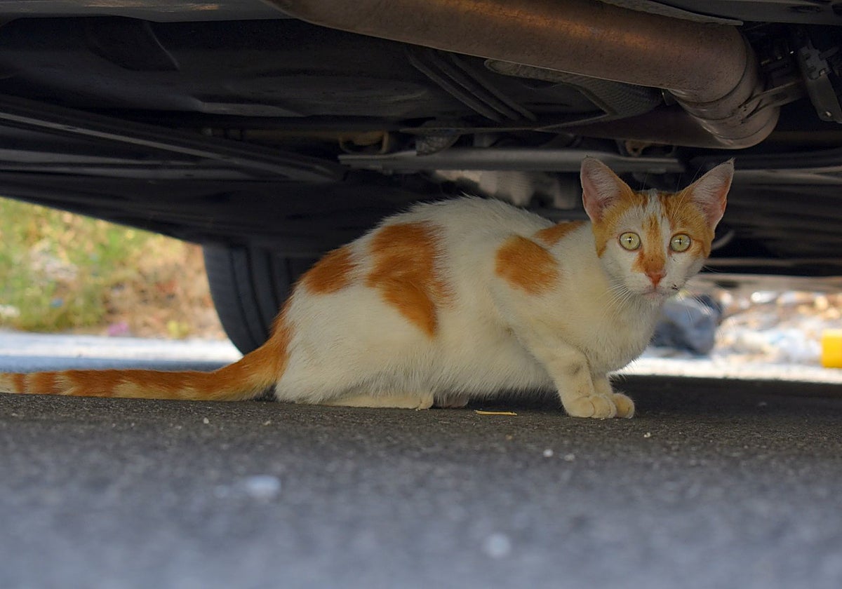 Gestión felina en Alhaurín de la Torre: datos actualizados del programa CER