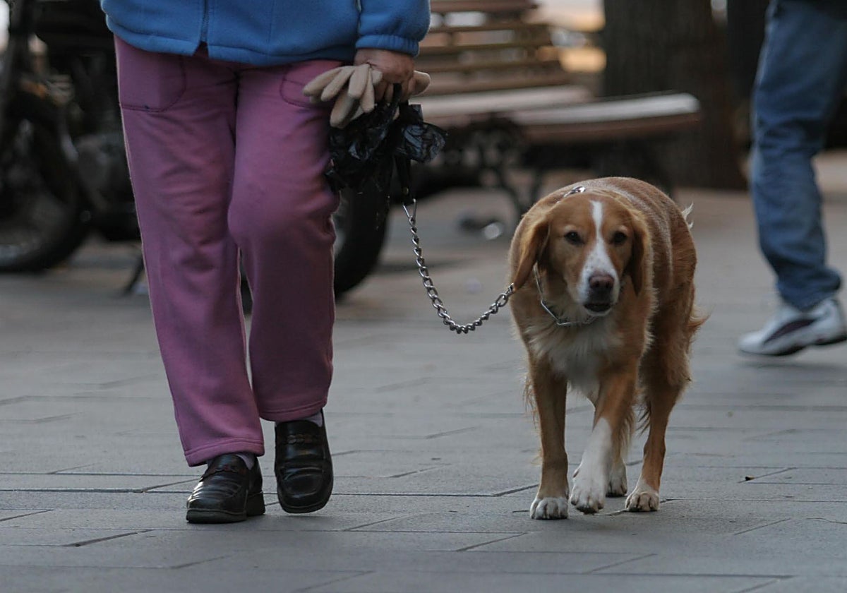 Los veterinarios piden eliminar los petardos en fiestas como la noche de San Juan