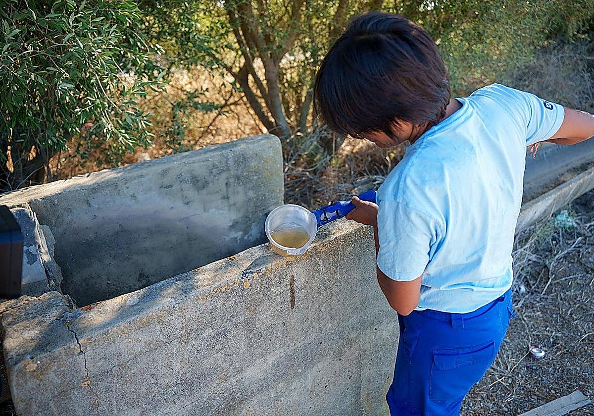 Andalucía eleva a 52 los casos de virus del Nilo tras detectar un caso leve en Huévar