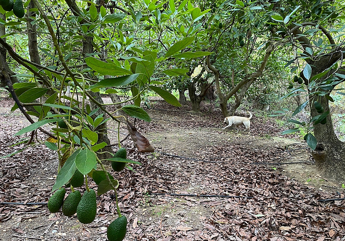 El campo malagueño recibe 5,9 millones para aliviar el encarecimiento de los fertilizantes