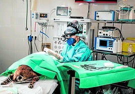 Una intervención de cirugía ocular a un perro desarrollada en el Hospital SOS Animal