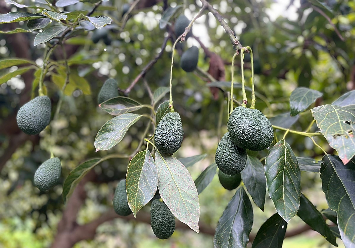 La nueva campaña de aguacate apunta a crecer hasta un 30% tras las lluvias en la Axarquía