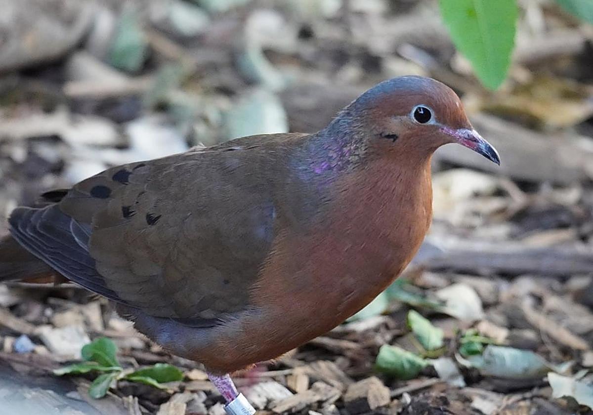 La zenaida de Socorro, una de las aves más raras del mundo, llega a Bioparc Fuengirola