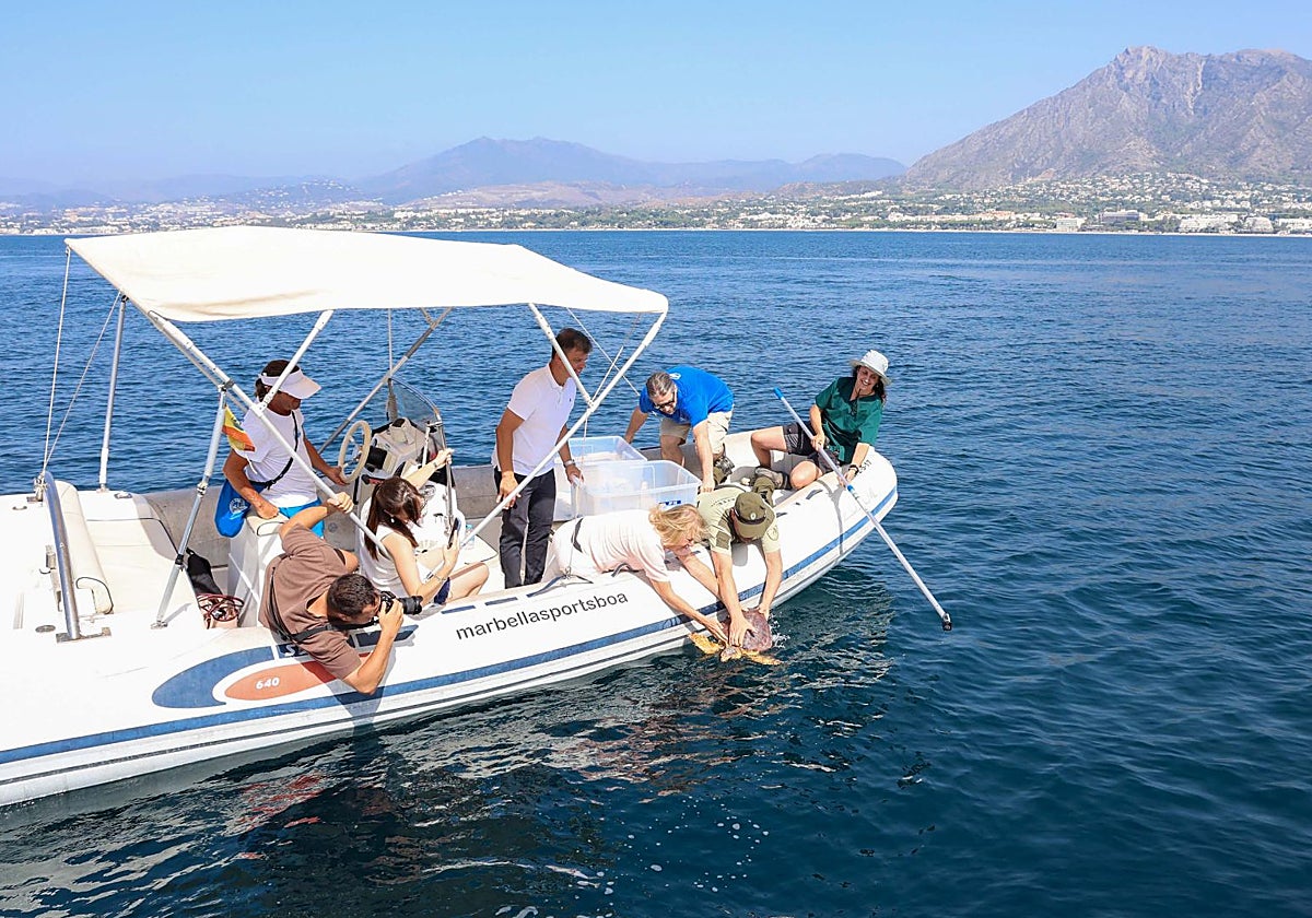 Las tortugas marinas han sido soltadas a más de dos millas de la costa.