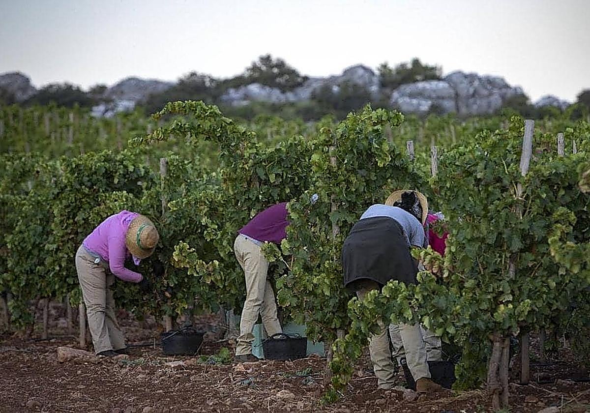 Alcaldes de la Axarquía exigen a la Junta «ayudas urgentes» ante las pérdidas en la producción de uva moscatel