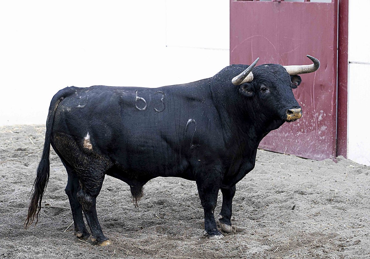 Toros de tres ganaderías para el cartel estrella de la Feria de Málaga