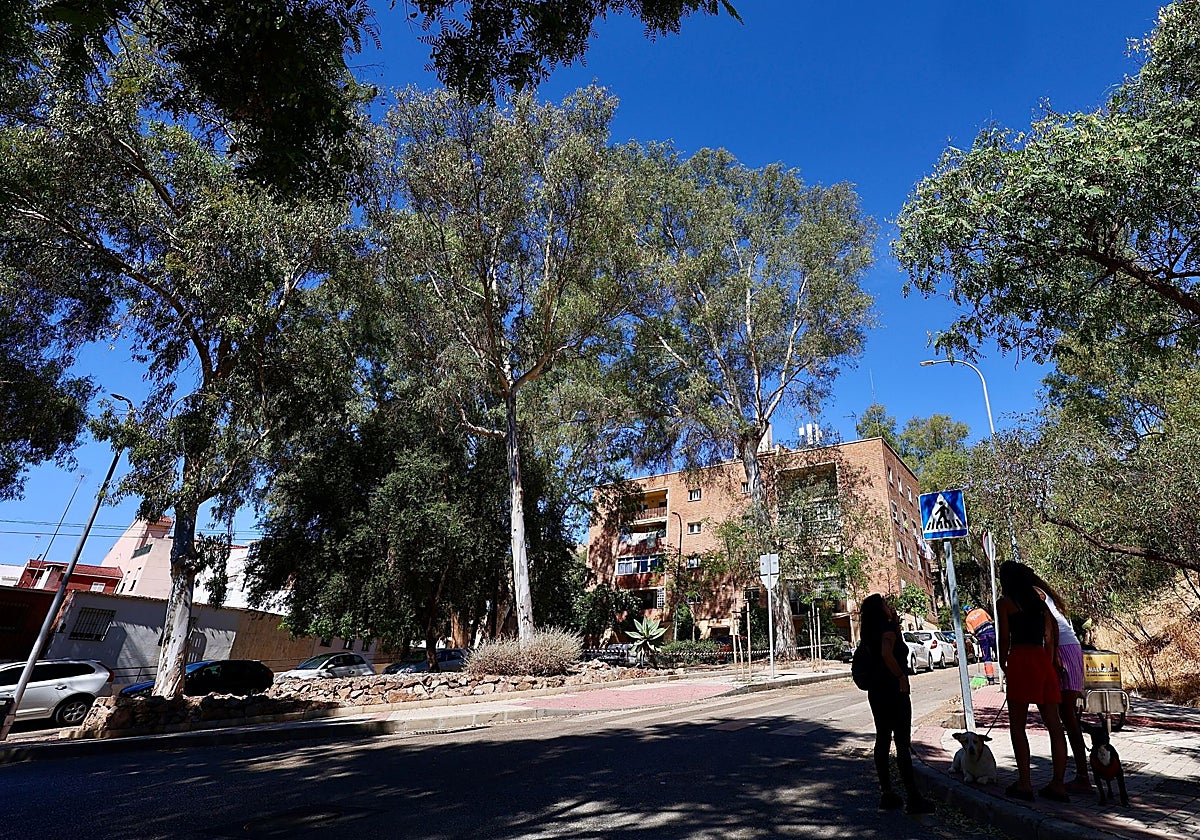 El Ayuntamiento asegura que el eucalipto que hirió a dos jóvenes no presentaba daños «aparentes»