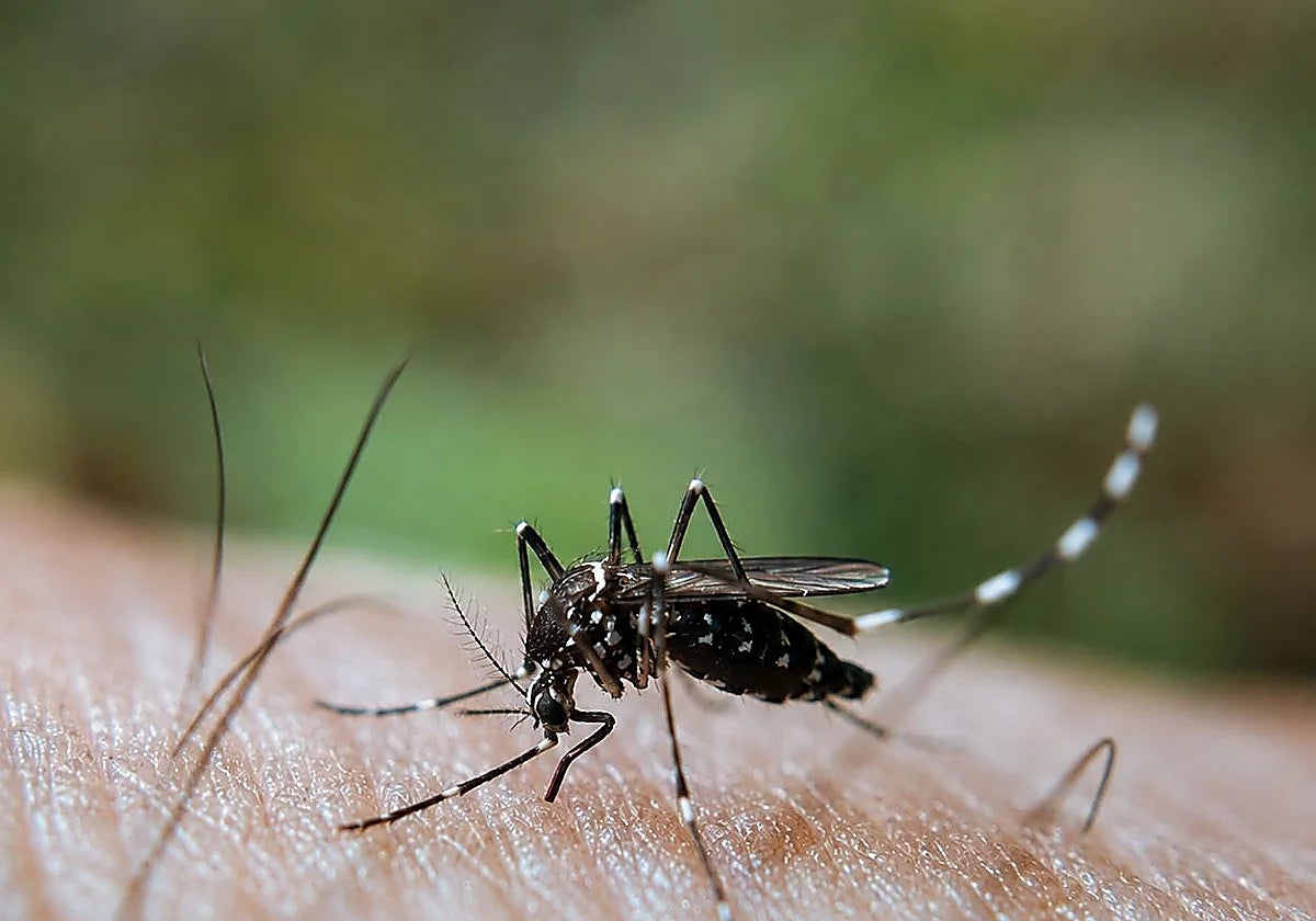 Pizarra, Cártama y Campanillas, en alerta por el virus del Nilo